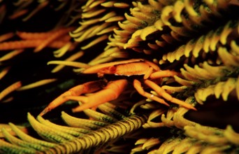 Feather Star Bouncing Crab, Allogalathea elegans, Indonesia, Wakatobi Dive Resort, Sulawesi, Indian