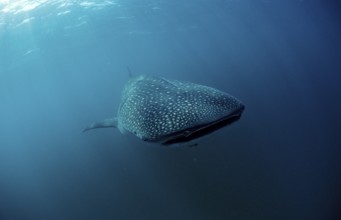 Whale shark, Rhincodon thypus, Kenya, East Africa, Africa, Indian Ocean