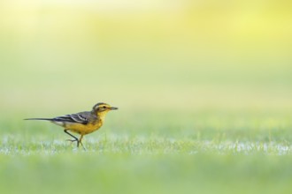 Citrine wagtail, (Motacilla citreola), songbird, family of stilts and pipits, biotope, habitat,