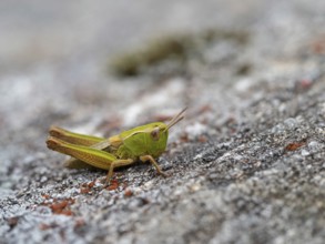 Heath grasshopper, (Stenobothrus lineatus), large heath grasshopper, insects, grasshopper,