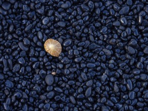 A colourful jellyfish on black pebbles on the beach, Europe, Spain, Canary Islands, Gran Canaria,