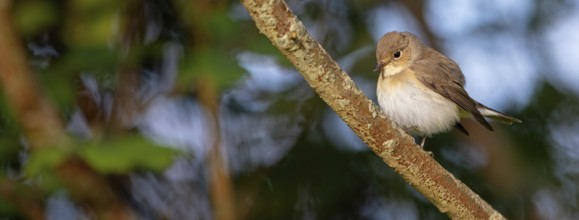 Little Flycatcher, rare songbird, (Ficedula parva), Europe, Germany, Heligoland Island, genus of