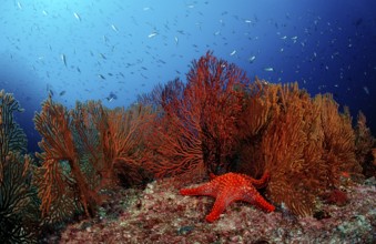 Red starfish in coral reef, Asteroidea, Mexico, Lake Cortez, Lower California, La Paz