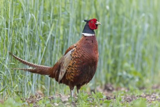 Pheasant, (Phasianus colchicus), animals, birds, fowl, cock, male, Lake Neusiedl, Illmitz,