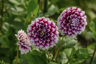 Group of pink and white dahlia blossoms in front of green leaves in a garden, dahlia blossom in