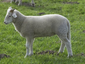 A lamb stands peacefully on a green meadow and enjoys the tranquillity of nature, borken,