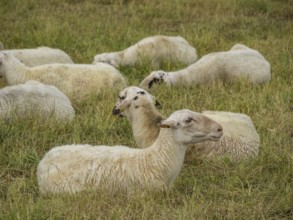 Sheep resting and grazing on a green meadow, xanten, lower rhine, germany