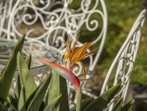 A bird paradise flower in the foreground with decorative metal chairs and green lawn in the