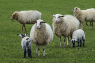 Flock of sheep with lambs on green pasture, sheep with small lambs on a green meadow, borke,