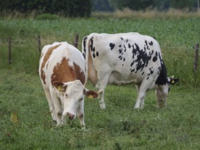 Two cows grazing on a green pasture, one is brown and white and the other black and white, Borken,