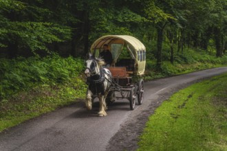 Killarney, Ireland, August 2019 Man driving horse carriage on a road through green forest to old