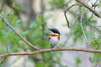 Cape Flycatcher, (Batis capensis), Giant's Castle Hutted Camp, River Walk, Imbabazane Ward 2,