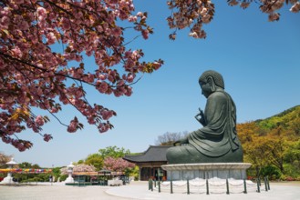 Buddha statue with cherry blossoms at Gakwonsa Temple in Cheonan, Korea