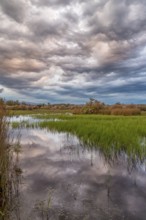 Landscape Greece, reeds, Kalloni Pool, Lesbos Island, Greece, cloudy mood Lesbos