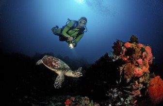 Hawksbill turtle and diver, Eretmochelys imbricata, Bali, Indian Ocean, Indonesia
