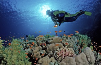 Diver and coral reef, Egypt, Zabargad, Zabarghad, Red Sea
