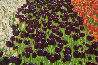 Flowerbed of Tulips and Narcissus of Differnt Colors Keukenhof, Netherlands