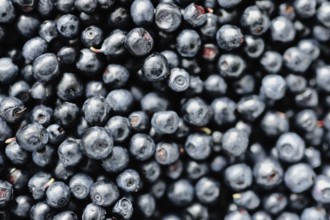 A close-up image of a collection of plump fresh blueberries