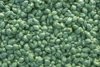 Fresh basil. Green basil. Green basil Food background. A lot of basil