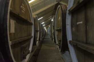 Sudak, Crimea, April 24, 2021: Oak barrels with wine in the cellars of the Solnechnaya Dolina
