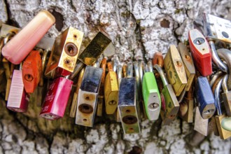 Colourful love locks around a tree trunk in a close up view of the padlocks against the park