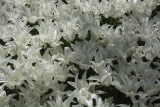 Blooming tulips flowers in as floral plant background
