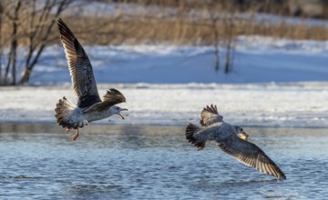 Natural scene from Wisconsin river