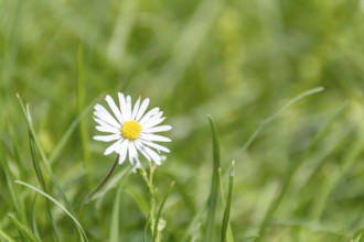 Einzelnes Gänseblümchen auf einer grünen Wiese