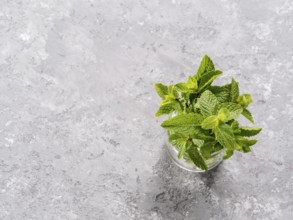 Sheaf of fresh mint leaf on gray concrete background. Top view or flat lay. Copy space