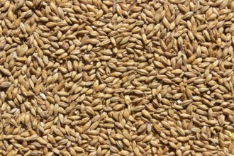 Golden ripe barley grains for planting close background texture