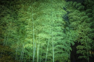 Bamboo Rikugien. Shooting Location: Tokyo metropolitan area