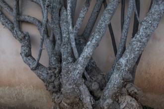 Branches of a bush, Calonge, Majorca, Balearic Islands, Spain
