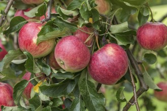 Apple (Malus domestica 'Reanda'), Cambridge Botanical Garden, Germany