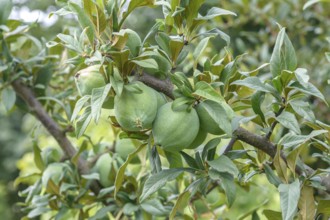 Cathaya ornamental quince (Chaenomeles cathayensis), Paul Schwieters nursery, Rosendahl-Holtwick,