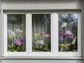 Orchids in the window, plants, orchids, flowers, blossoms, Hamburg, Federal Republic of Germany