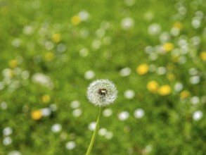 Dandelion (Taraxacum), dandelions, in a meadow, Offenbach am Main, Hesse, Germany