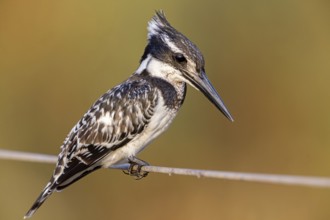 Grey Kingfisher, (Ceryle rudis), kingfisher, animals, birds, kingfisher family, perch, Lahavot