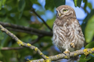 Little owl, (Athene noctua), animals, birds, owls, family of owls, Plateau Oberflörsheim, district