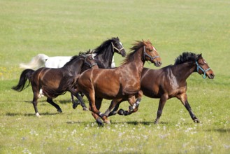 Herd of beautiful horses gallop on pasture