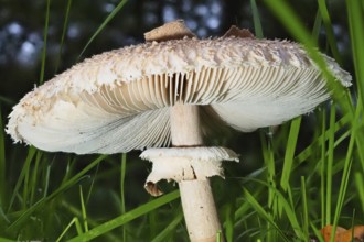 Mushroom Parasol mushroom (Macrolepiota procera), blurred background, North Rhine-Westphalia,