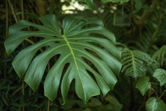 Monstera Madness: The Ultimate Guide to Growing and Caring for Monstera Plants. Growing Lush and