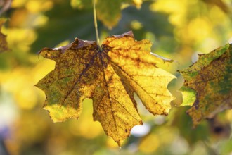 Autumn leaves, Brunn am Wald, Lower Austria, Austria