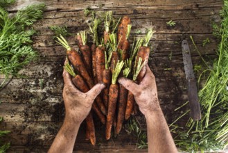 Cleaning and preparation of a bunch of freshly picked carrots