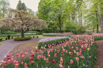 Tulip flower bulb field in garden, spring season in Lisse near Amsterdam Netherlands