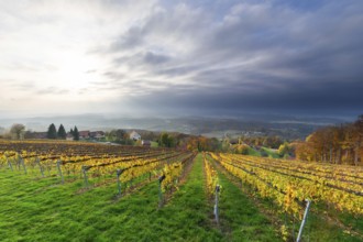 Autumn atmosphere, sunlight breaking through clouds, foliage colouring in the vineyard, St