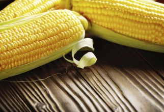 Ripe fresh organic sweet corncobs on wooden table