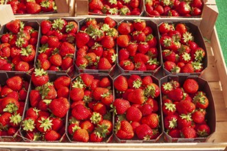 Fresh strawberries (Fragaria) in trays on a market stall, Bremen, Germany