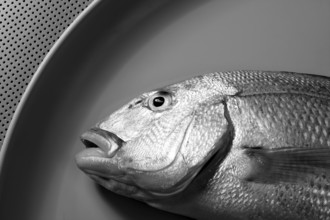 Denton, Mediterranean sparus fish, family of gilthead and snapper