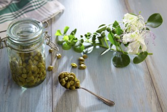 Capers pickled with plant and caper plant flower on vintage spoon