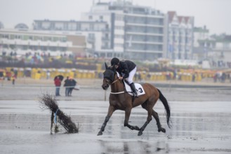 Wadden race in Cuxhaven. Horse race in Cuxhaven